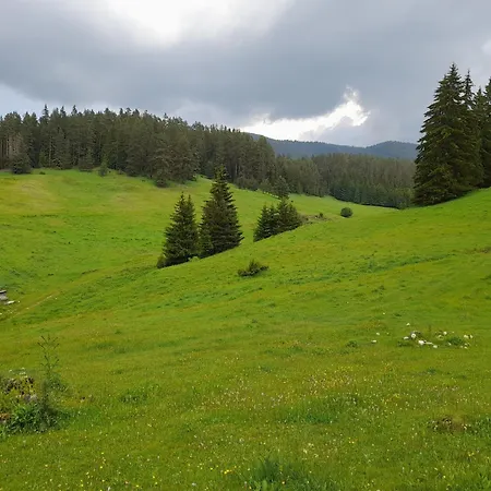 Domek letniskowy Daisy Forest Borino
