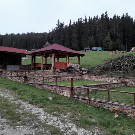 Daisy Forest Borino