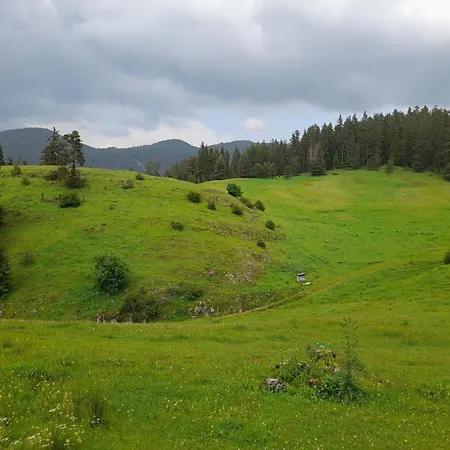 Daisy Forest *